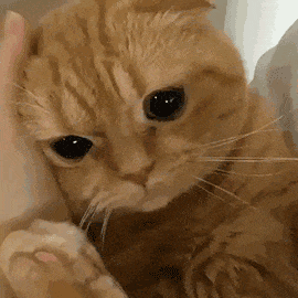 5fb600c19c3851fb6ff5103ecba05f7a.gif