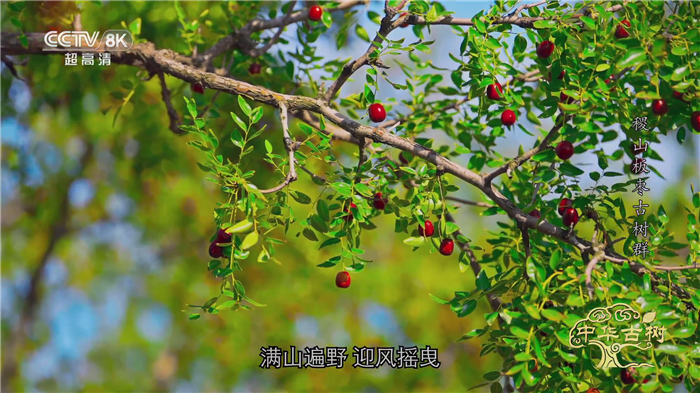 dsjzb02.png
